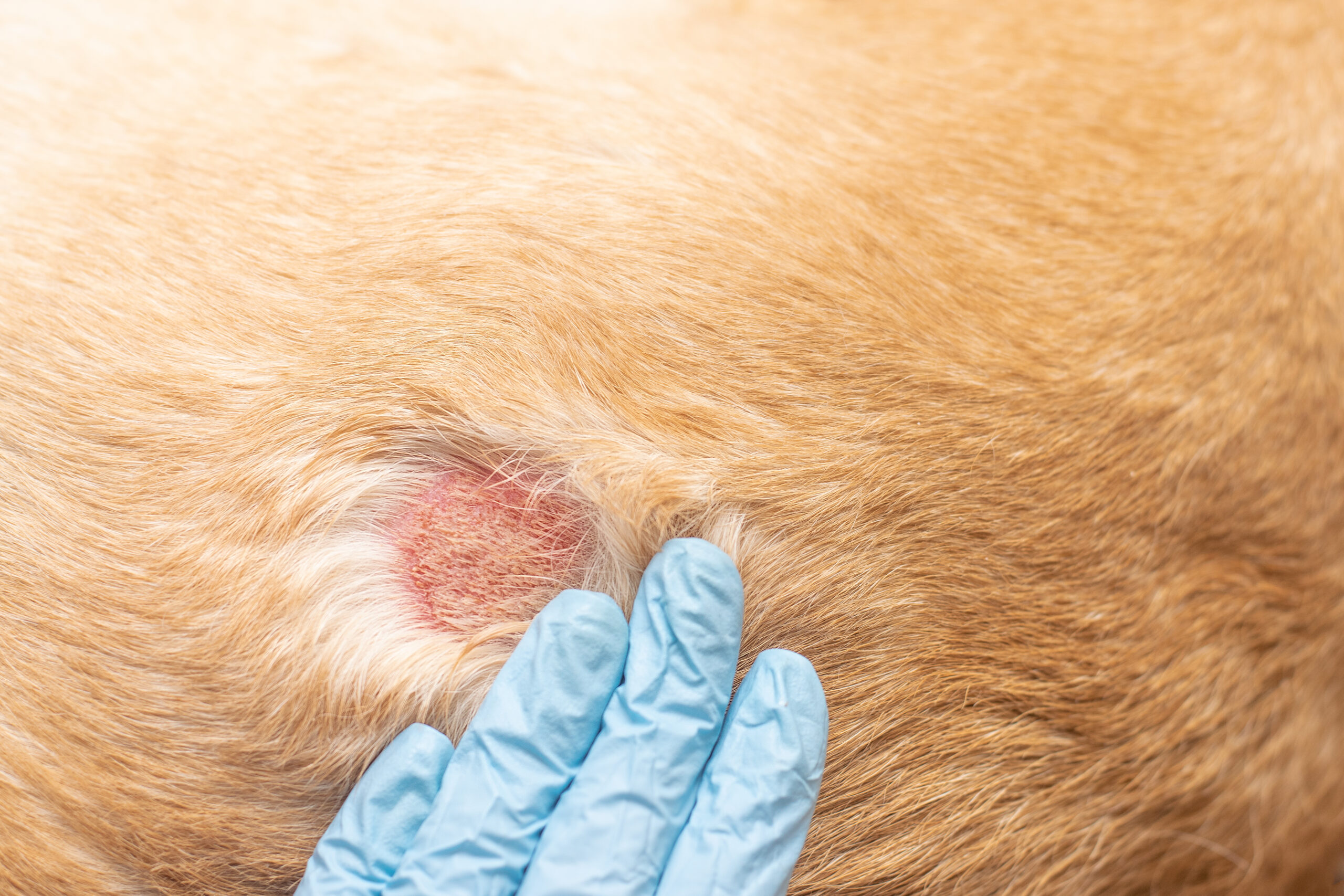 a dog skin wound