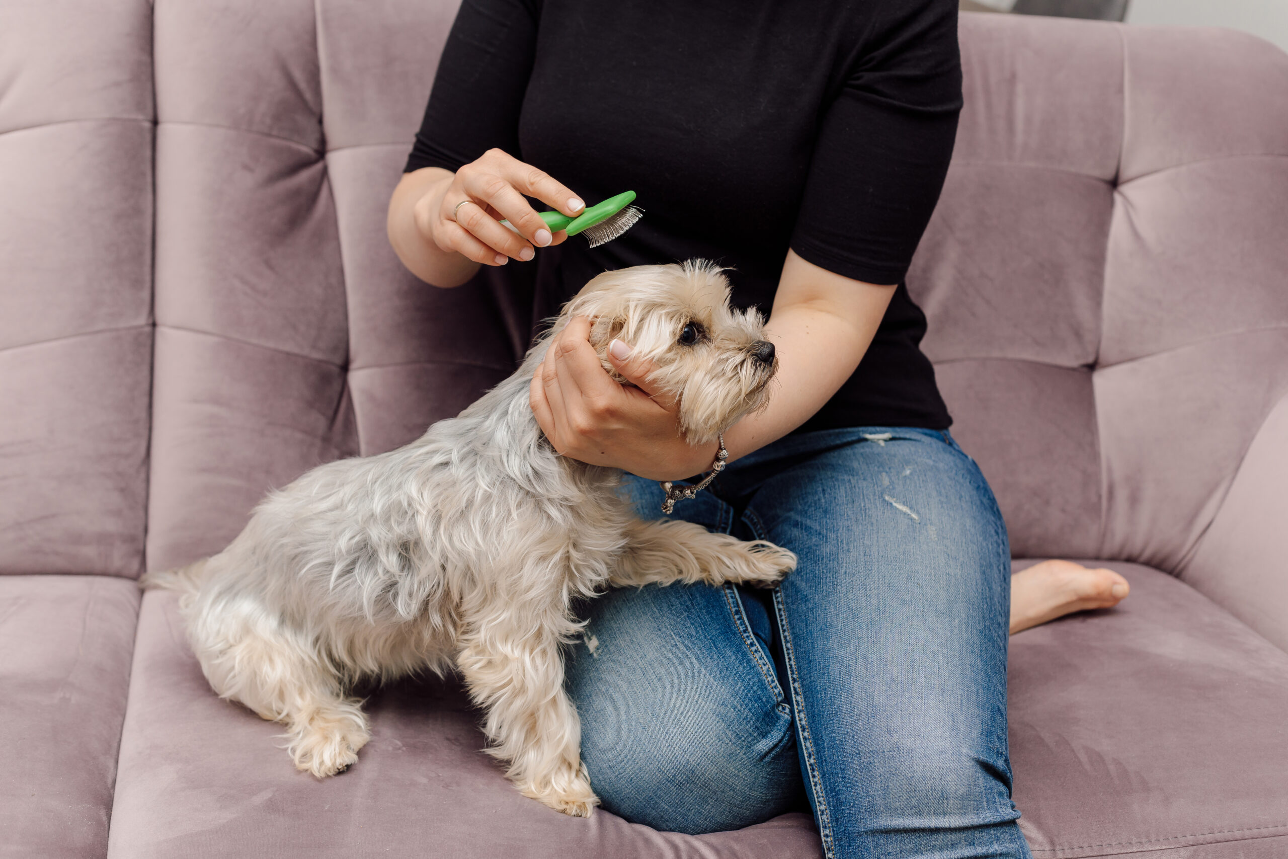young woman grooming a terrier dog on sofa