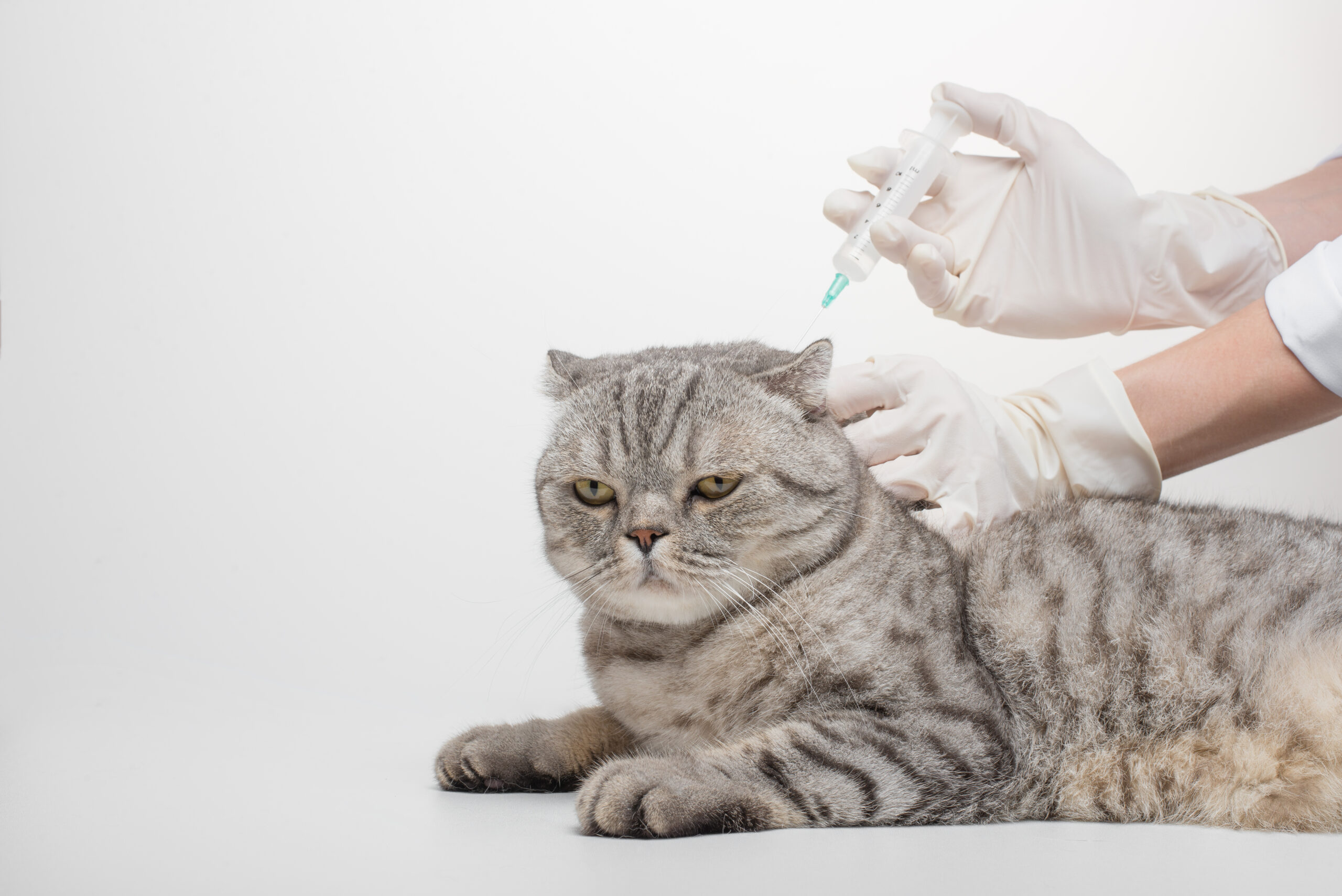 A vet, with a syringe is going to inject a Scottish cat with a vaccine on a white background, isolated