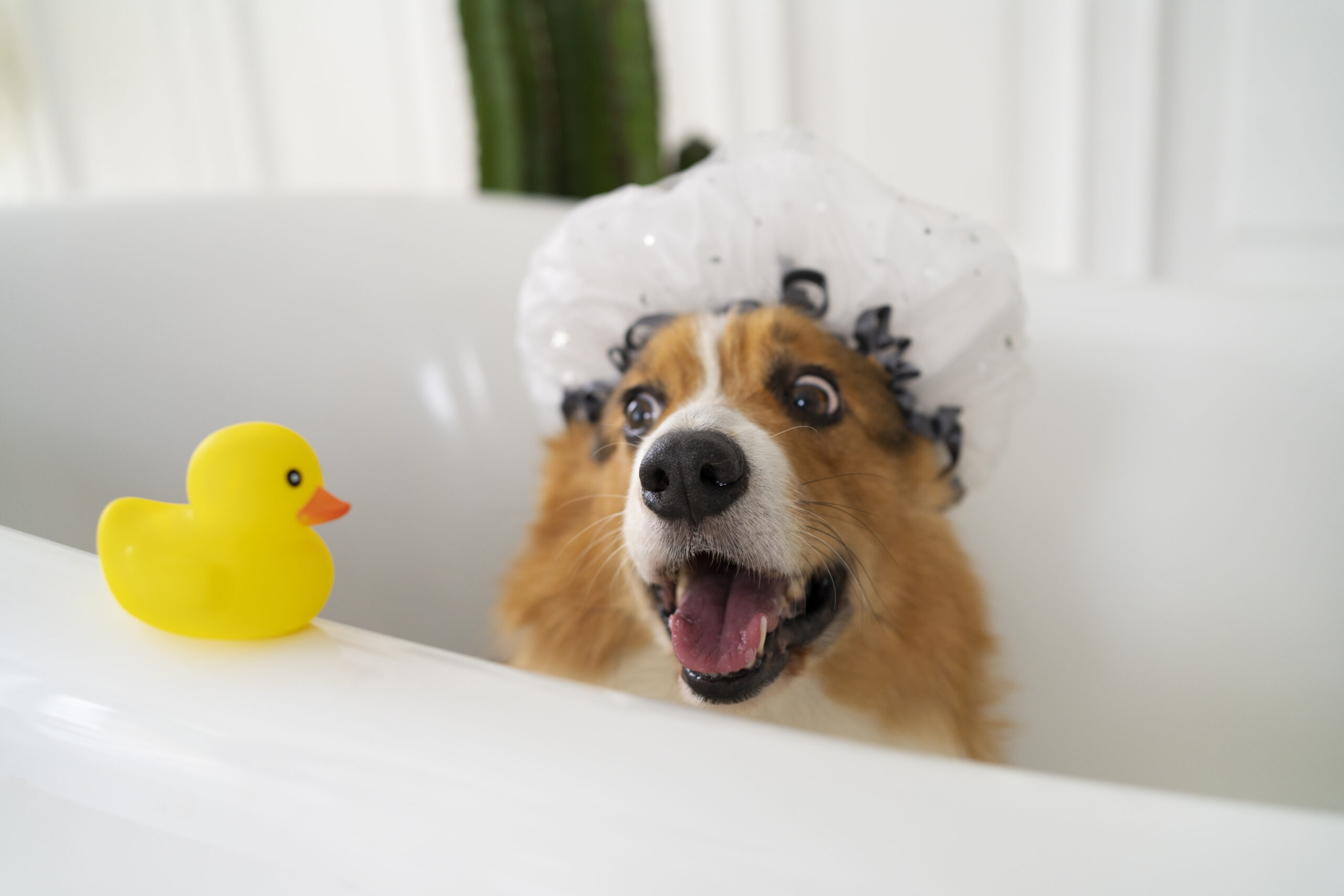 dog ready for a bath with rubber duck