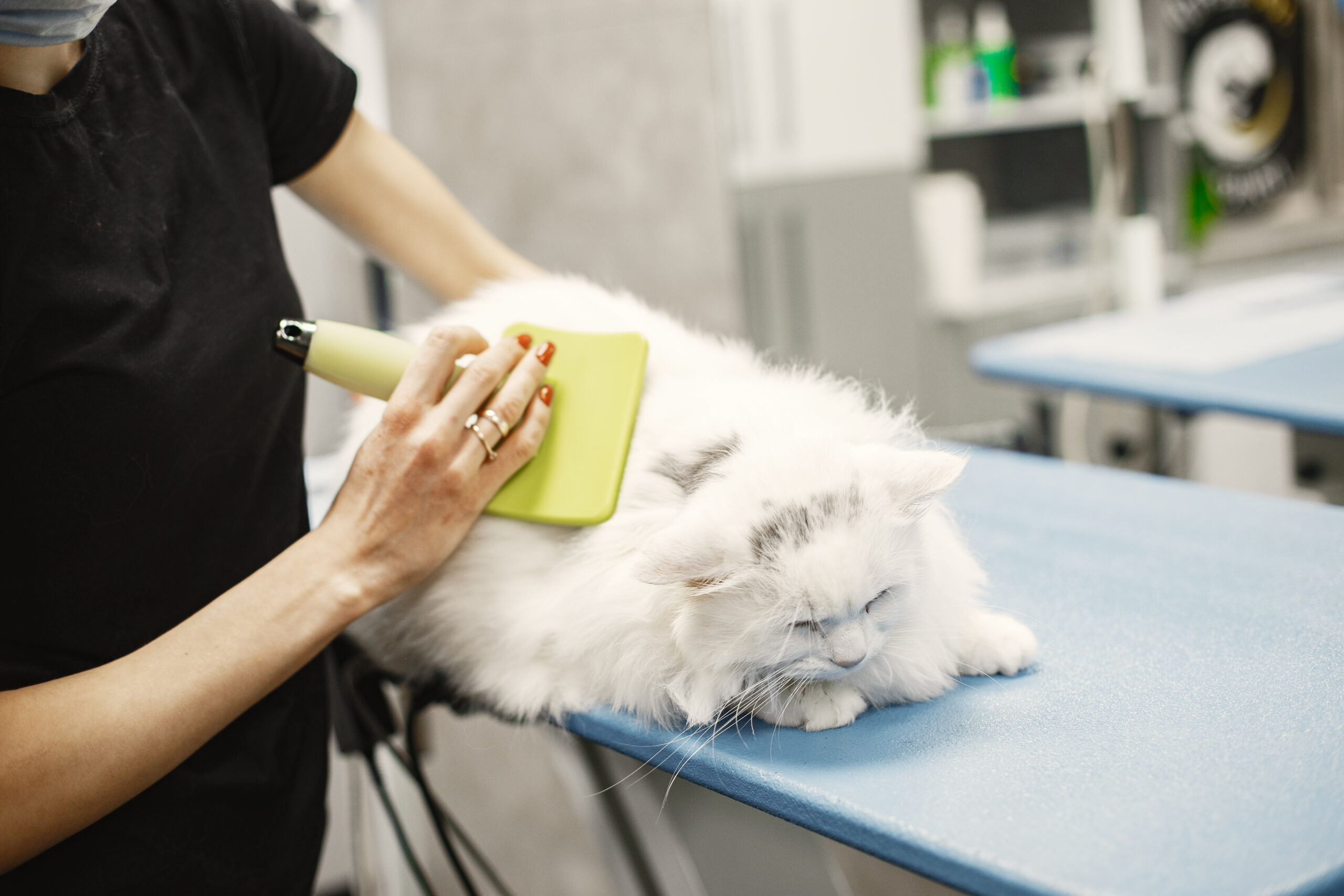 Vet combs a white fluffy cat with a green brush