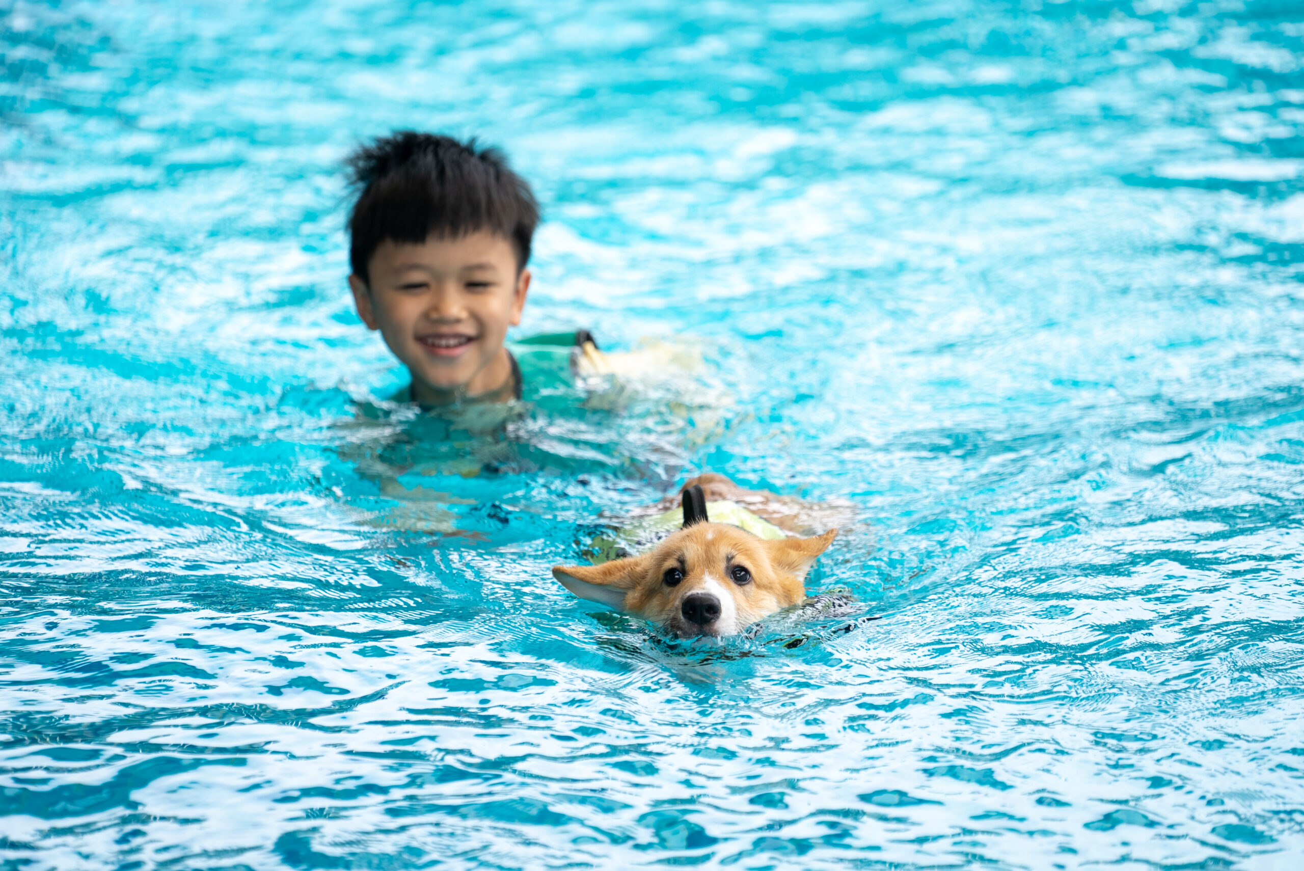 Asian boy and Corgi dog puppy play at the swimming pool
