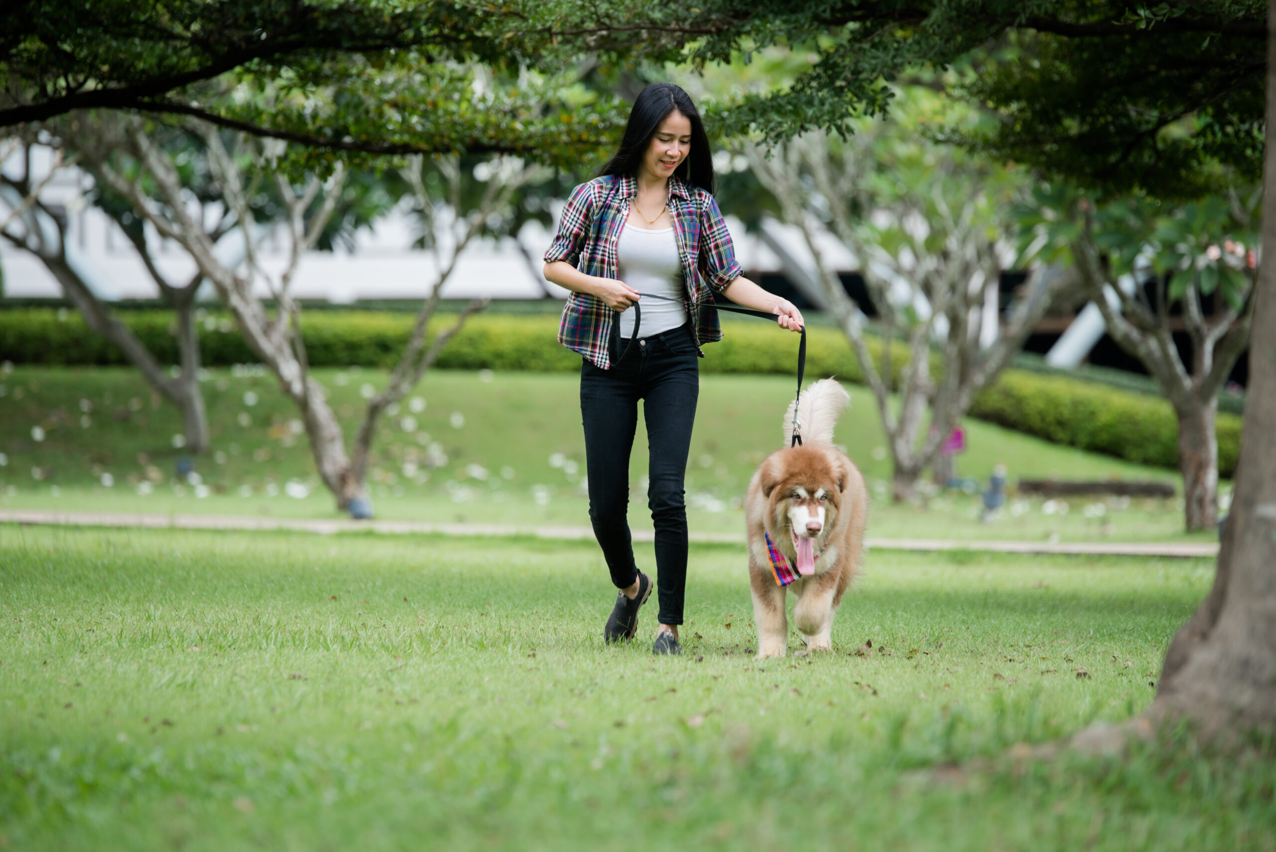 Beautiful young woman playing with her dog in a park