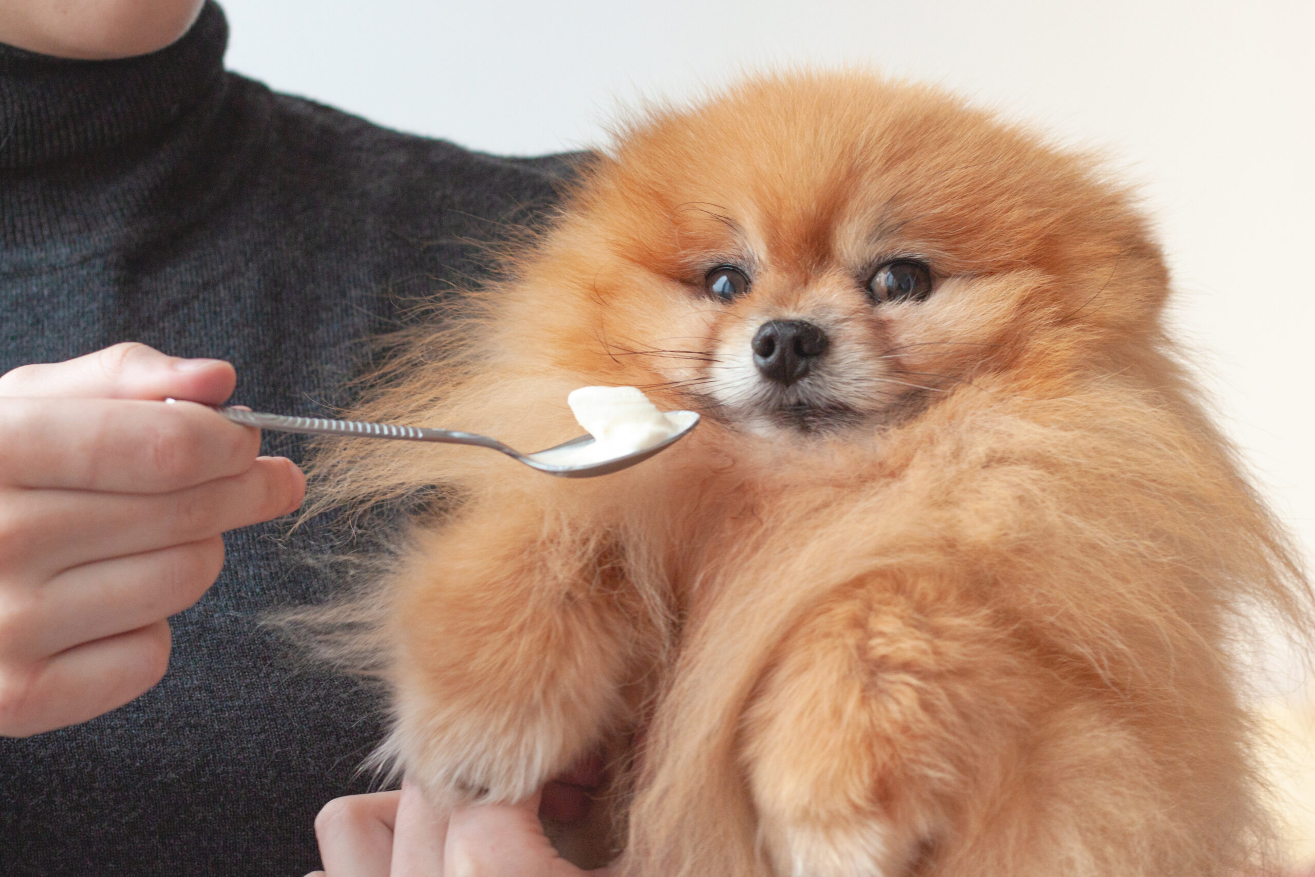 A girl in a gray turtleneck holds a surprised, fluffy, little orange-colored Pomeranian dog in her arms and tries to feed it with a spoon.