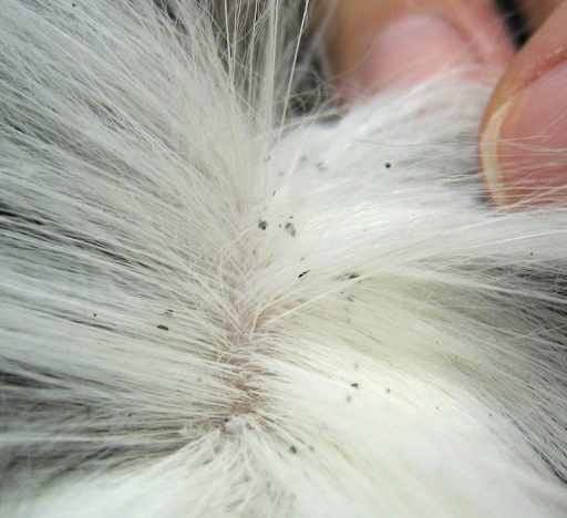 All You Need to Know About Fleas and Ticks in Pets - ZumVet Blog