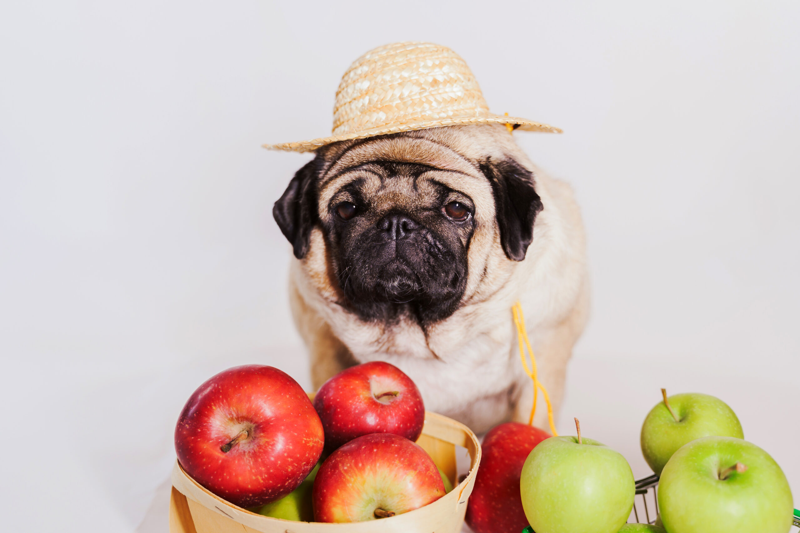 Close up of tired cute pug with red and green apples on orange background. Relaxed dog in straw hat with fruits after harvest. Concept of agriculture and organic food.