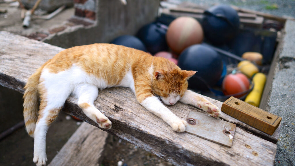 cat sleeping on a belly-down sprawl position