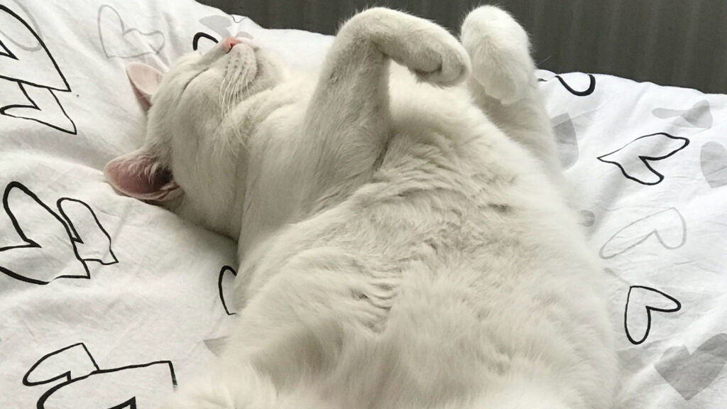 white cat sleeping in a belly-up sprawl position