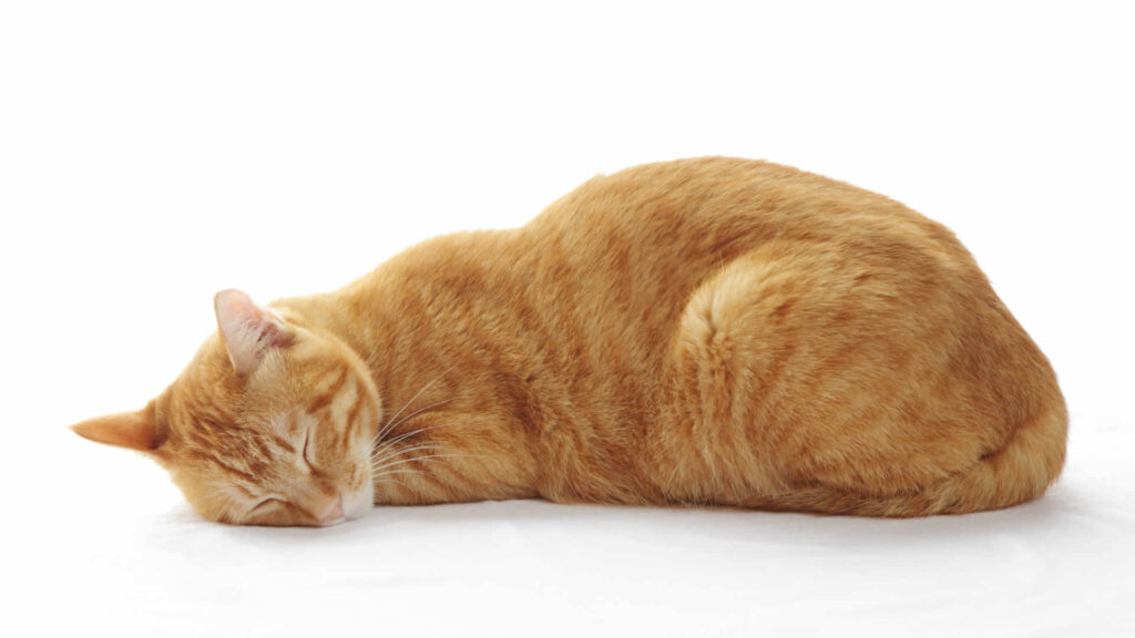 a cat on a crouching semi loaf position