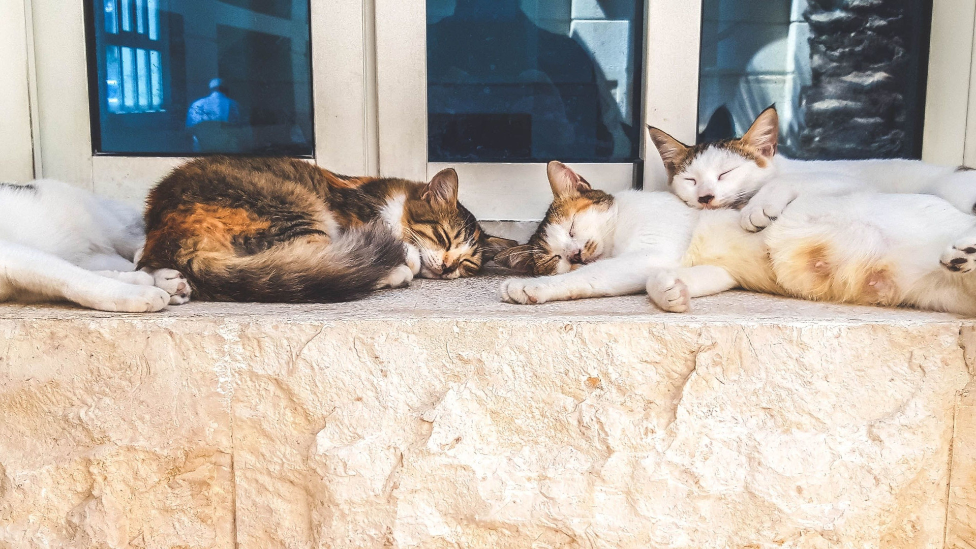 group of cats sleeping on the floor