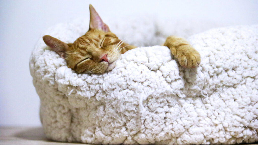 a cat sleeping in a woolen pet bed