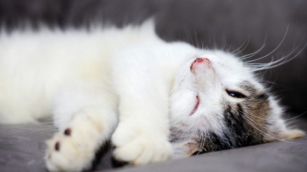 a cat sleeping with its eyes half open