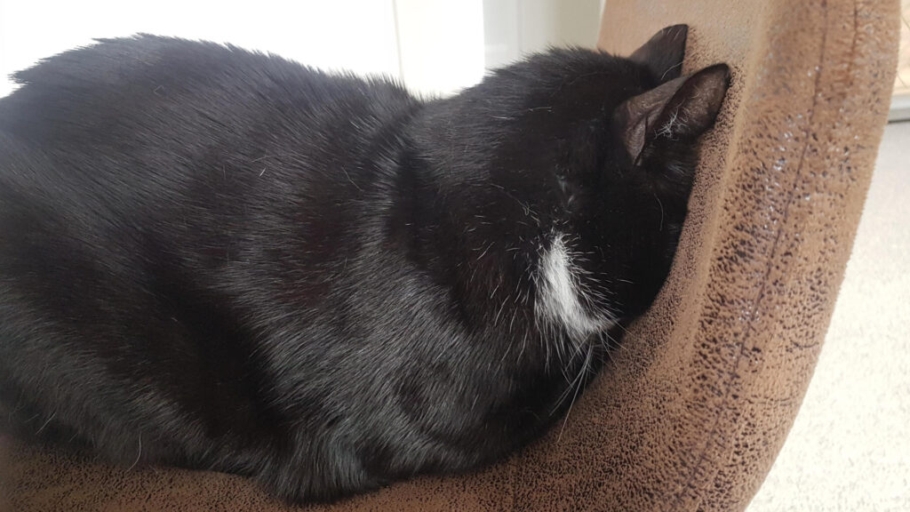 a cat with its head pressed onto a chair backrest