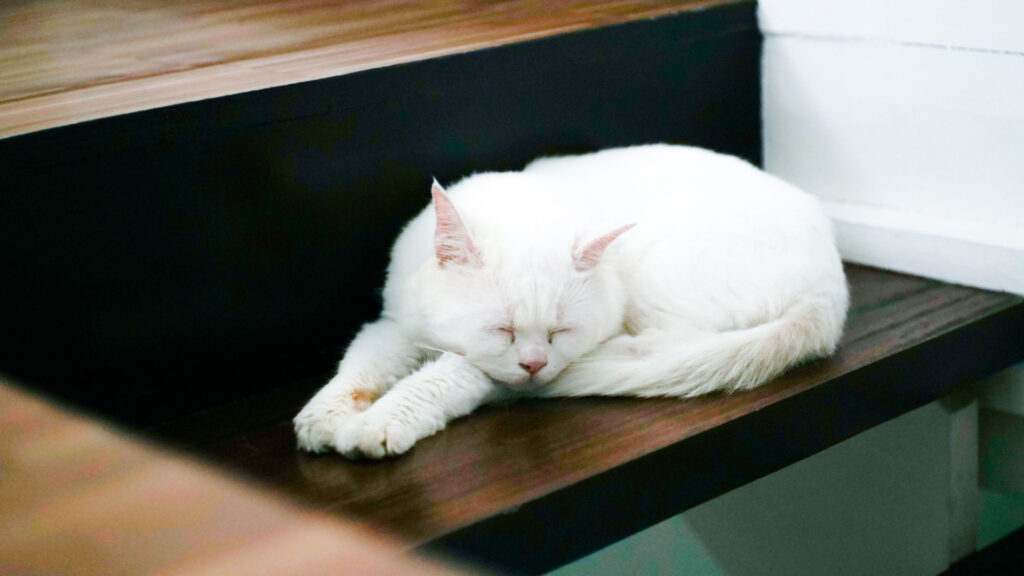 a white cat on steps with its arms stretched out