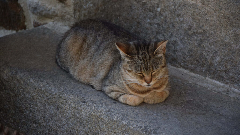loafing tabby cat sleeping on steps