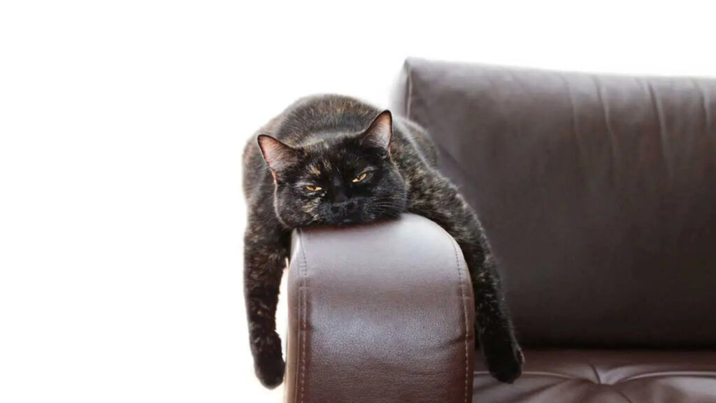 a cat laying on the arms of a sofa with its arms elevated by the side