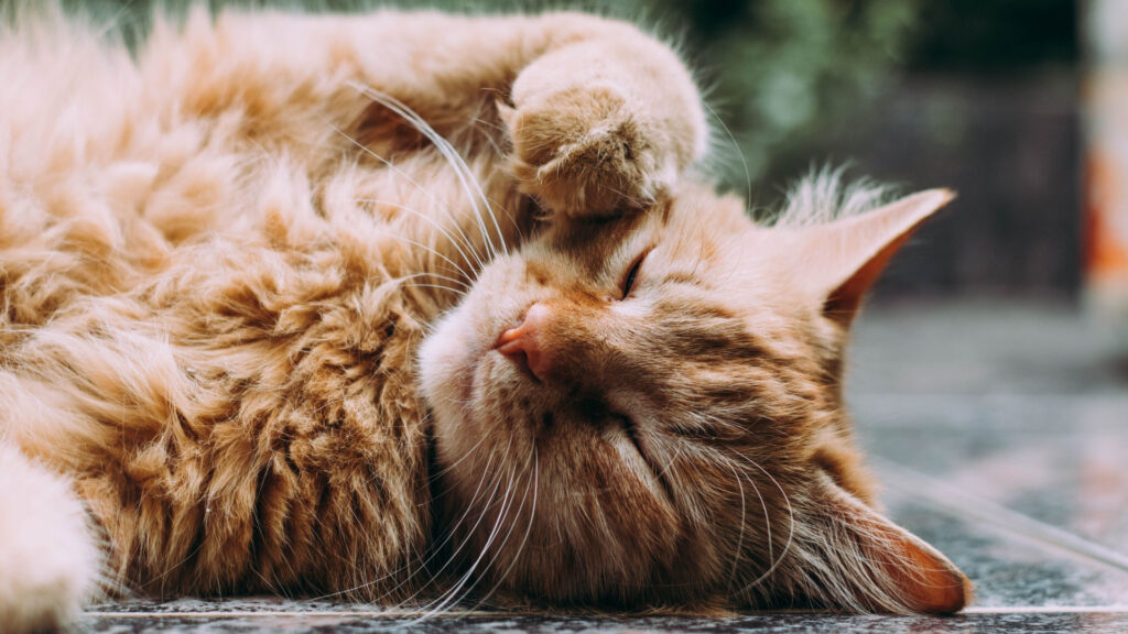 a long hair cat sleeping with its paws over the eyes