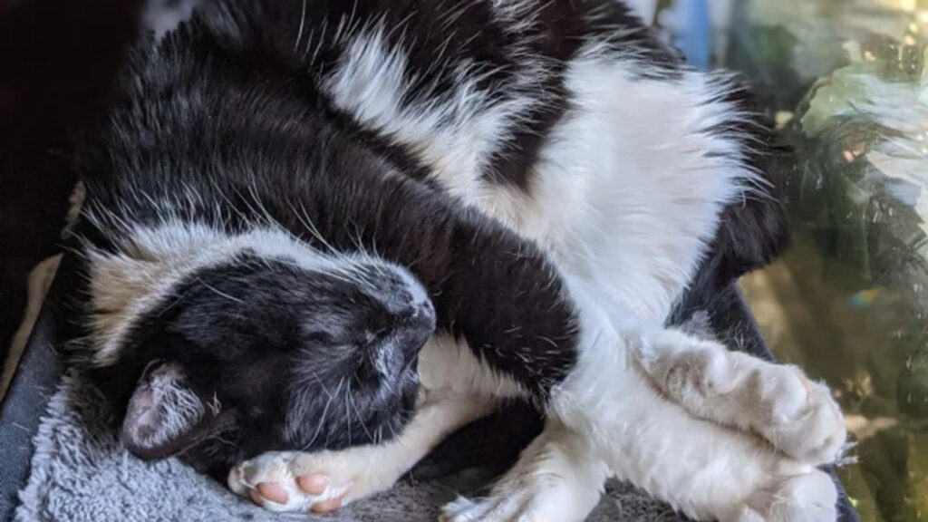 a cat sleeping with a twisted body like pretzel