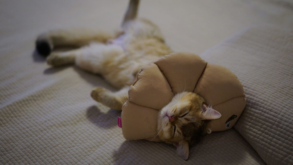 a cat with an e-collar sleeping sideways on a blanket