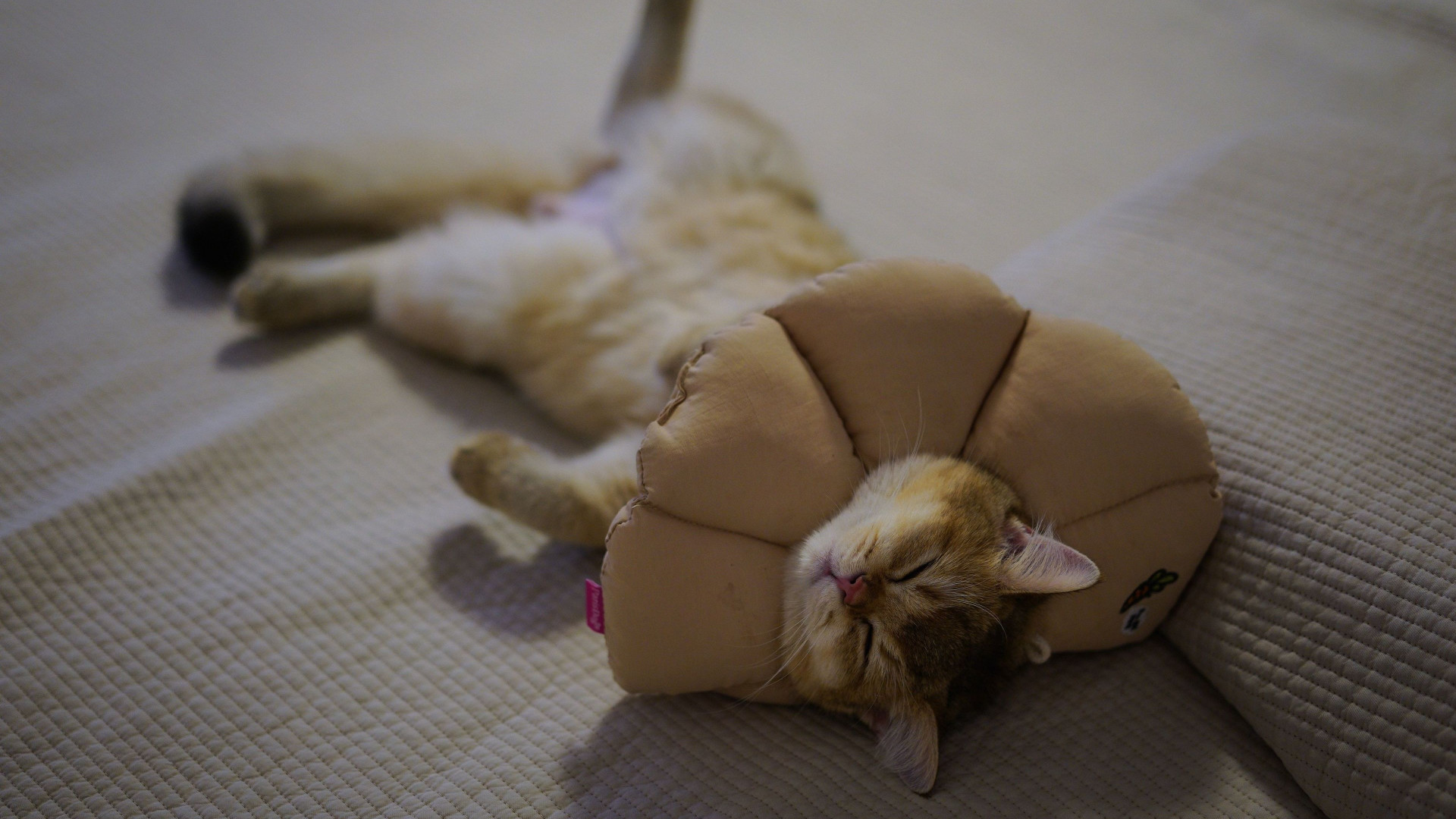 20 Cute Cat Sleeping Positions & What They Mean - ZumVet Blog