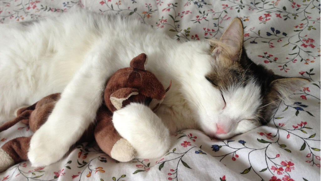a cat sleeping on a bed snuggling with a toy