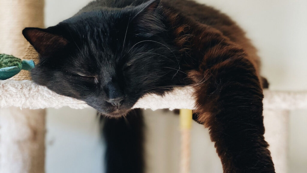 a cat with its head hanging over a surface