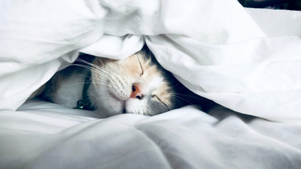 a cat tucked in and sleeping under a blanket