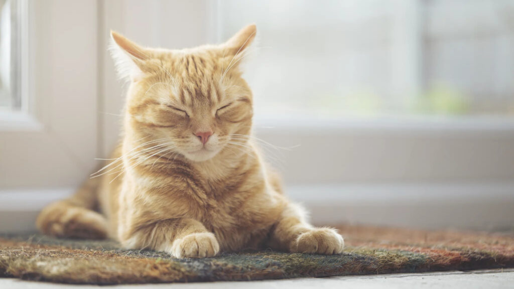 a cat sleeping while sitting upright