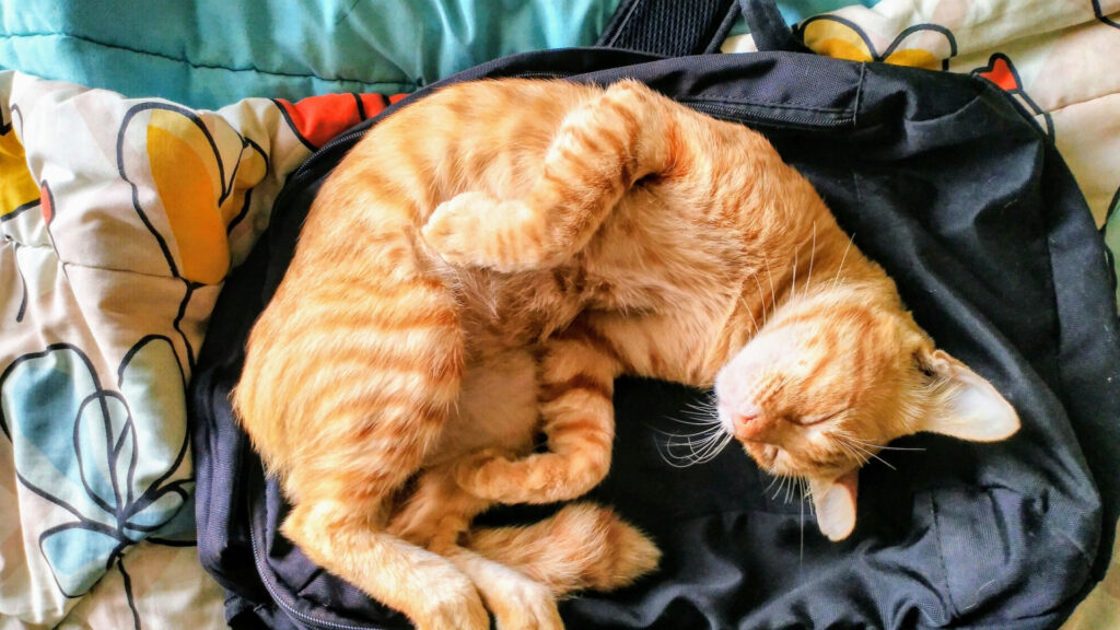 cat sleeping on a backpack in a belly curl position