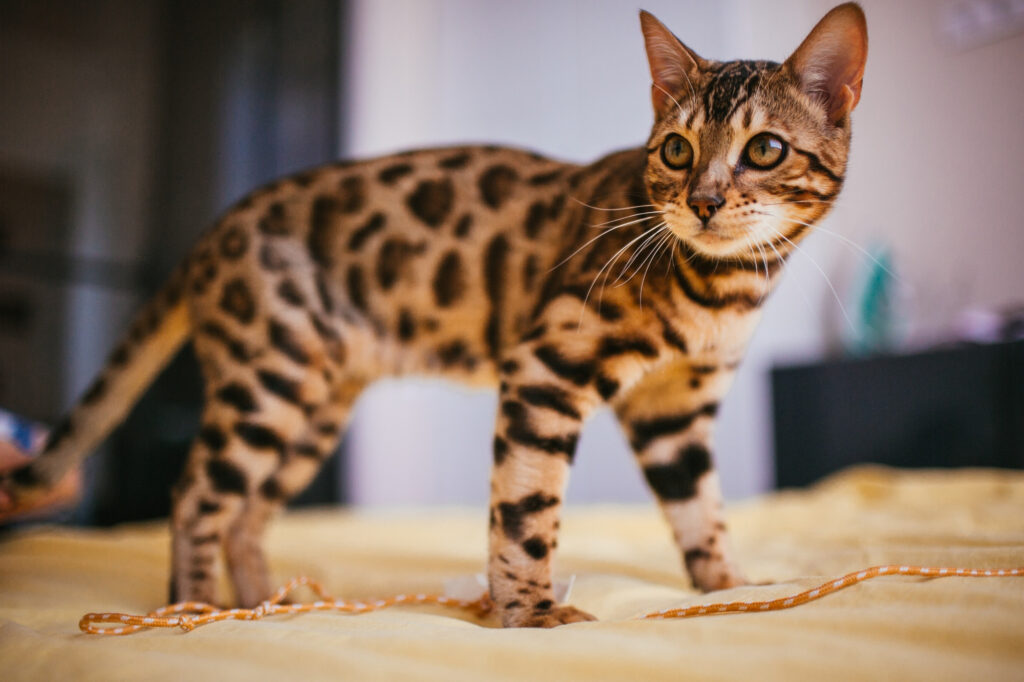 bengal cat standing on yellow bed