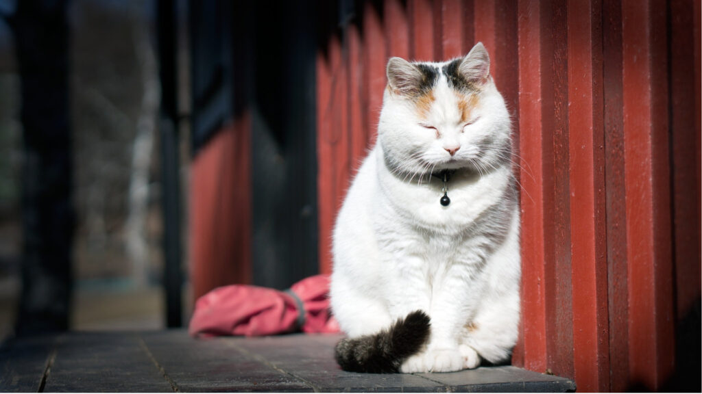 a cat sleeping while standing upright