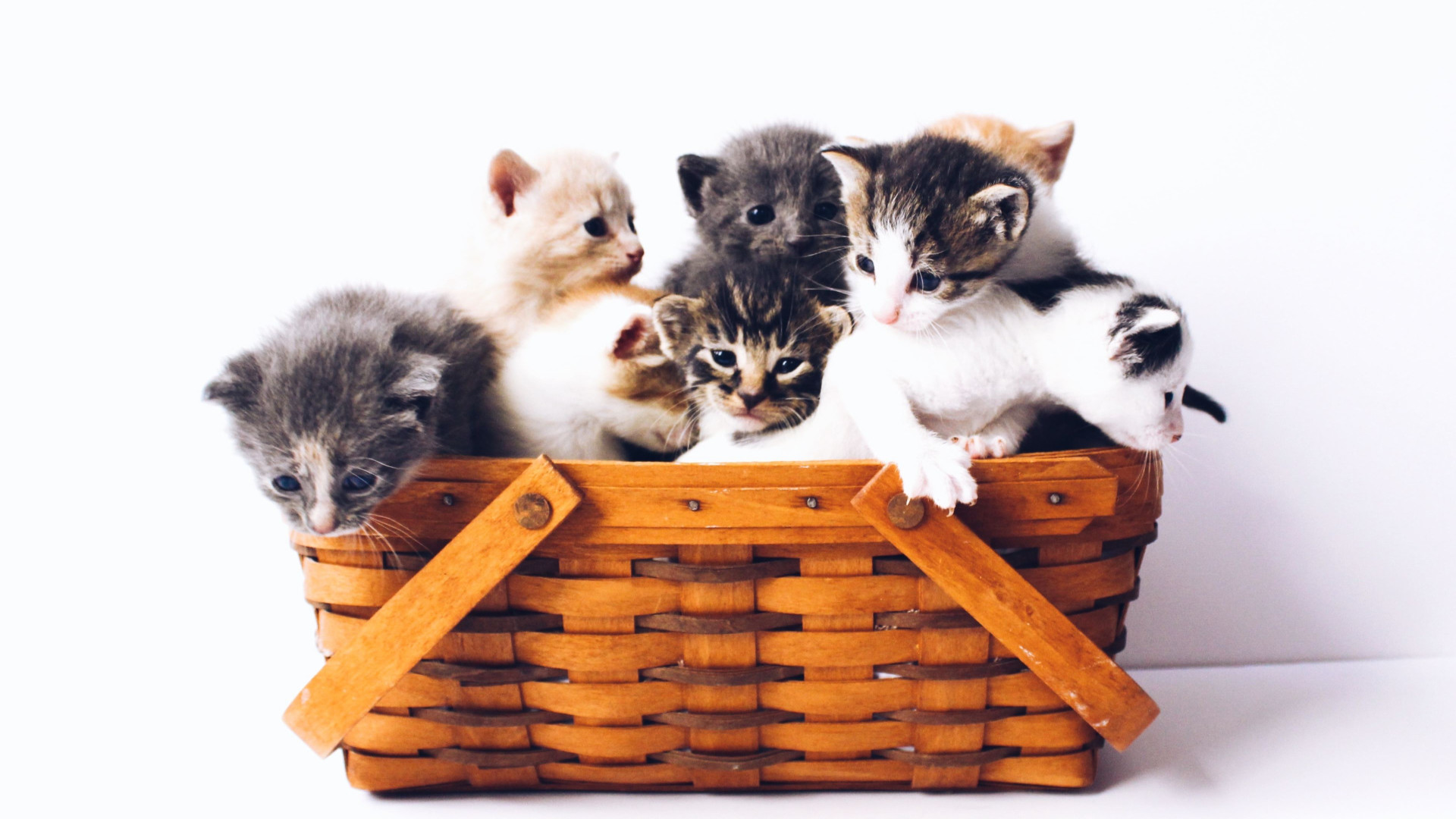 cats in a basket