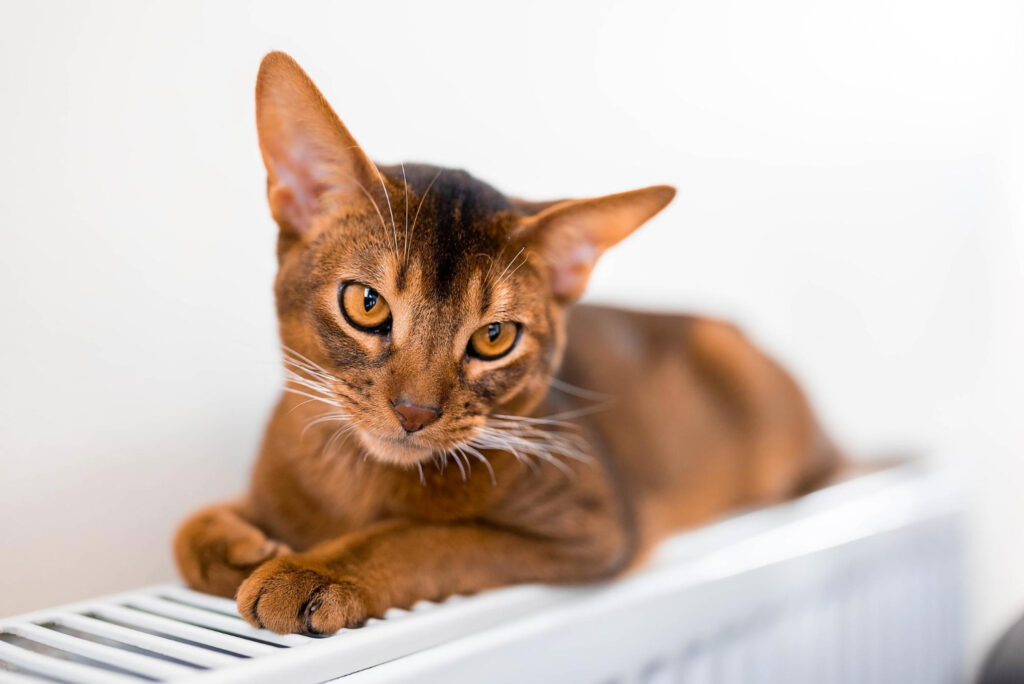 abyssinian laying on a platform