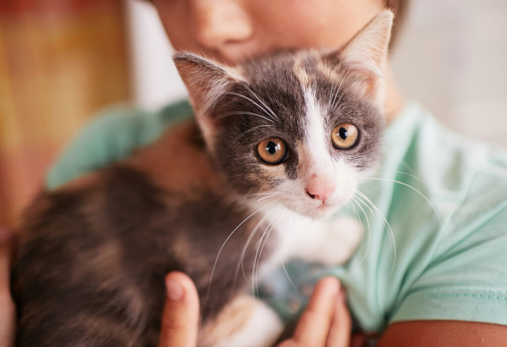 boy huggng a kitten