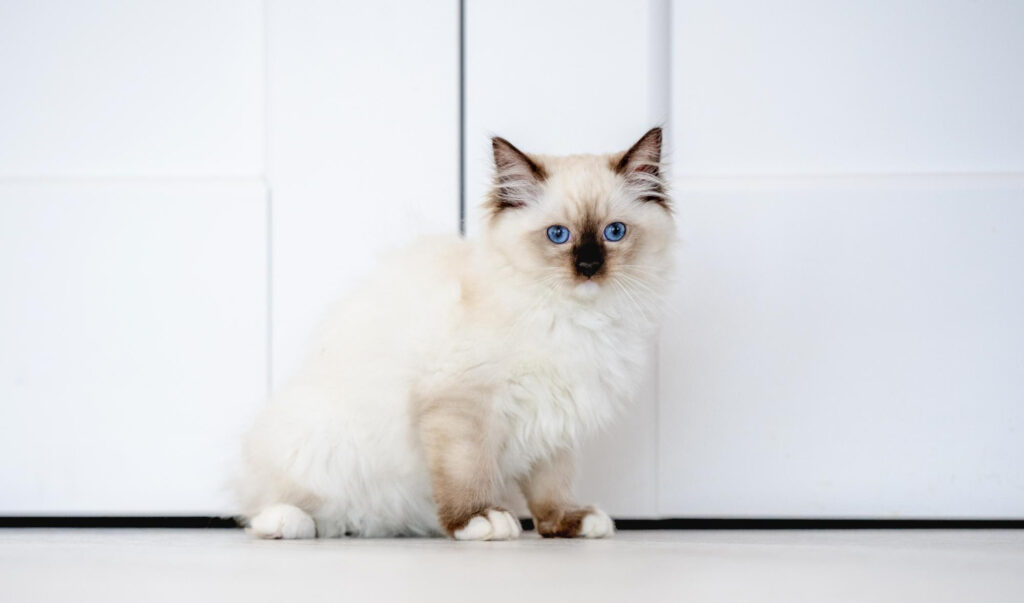 ragdoll cat standing outside a door