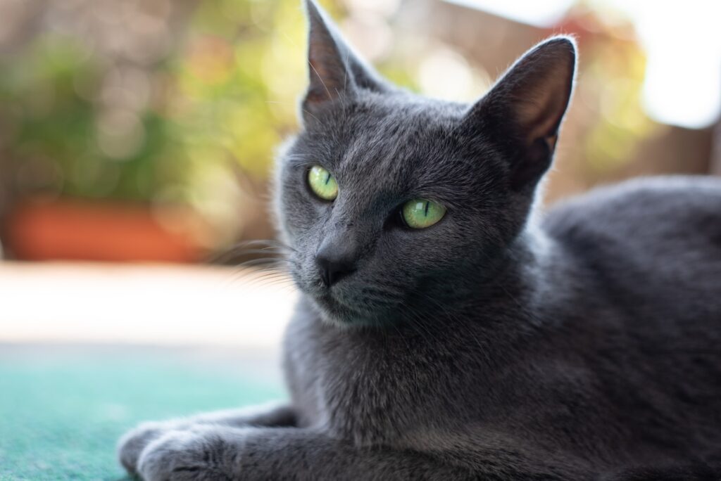 russian blue cat