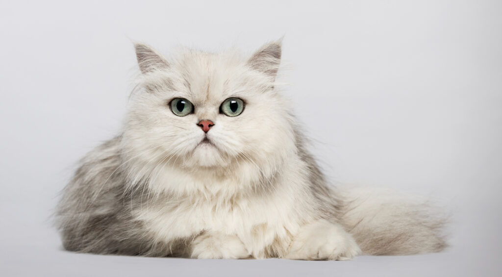 white persian cat