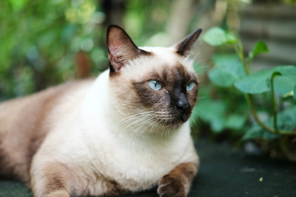 siamese cat