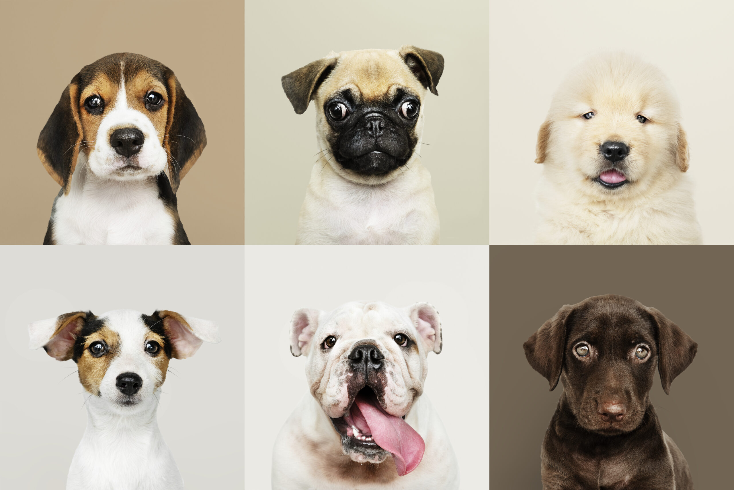 Adorable puppy and dog portraits with different breeds, mix and pure breed
