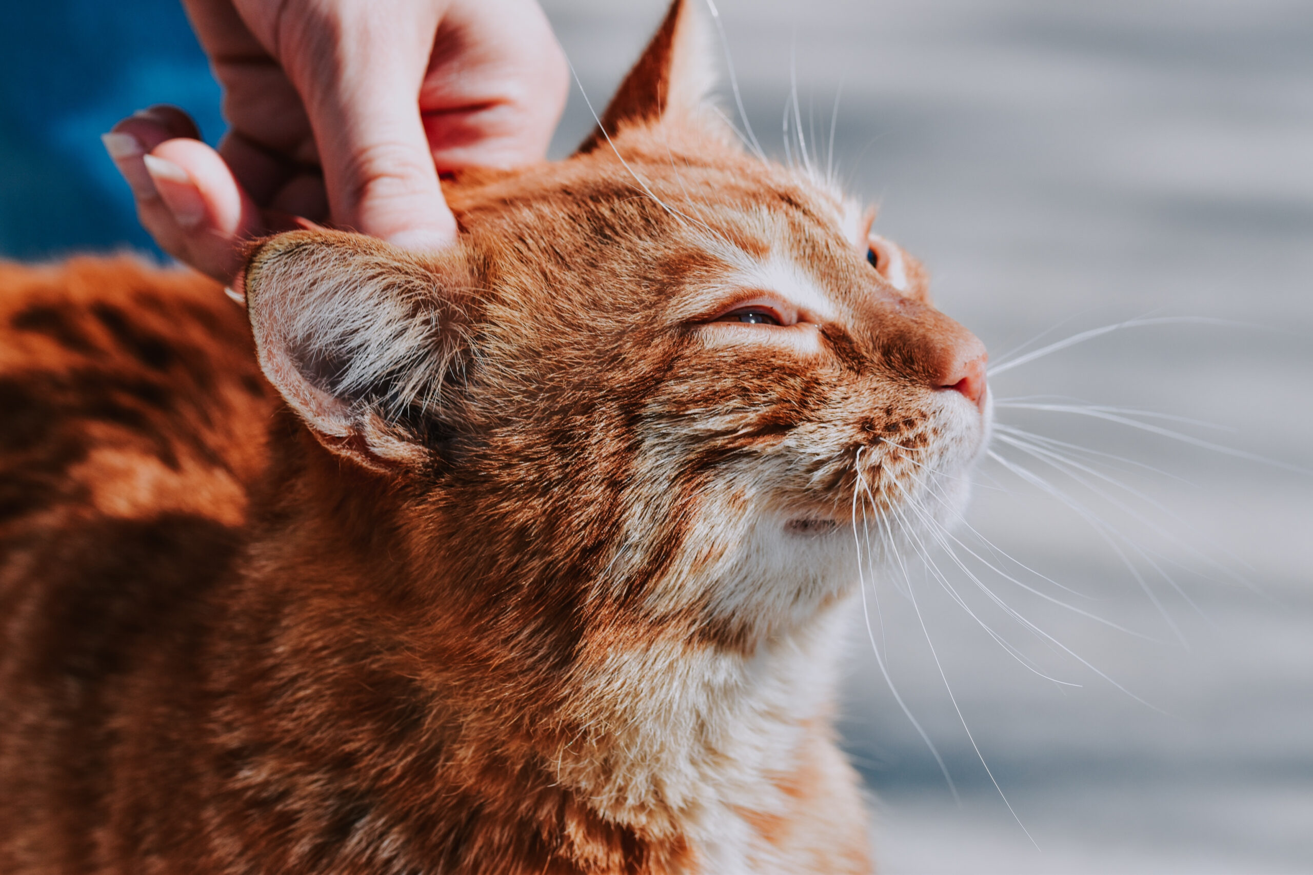 A selective focus of an orange cat being held on the head by its owner