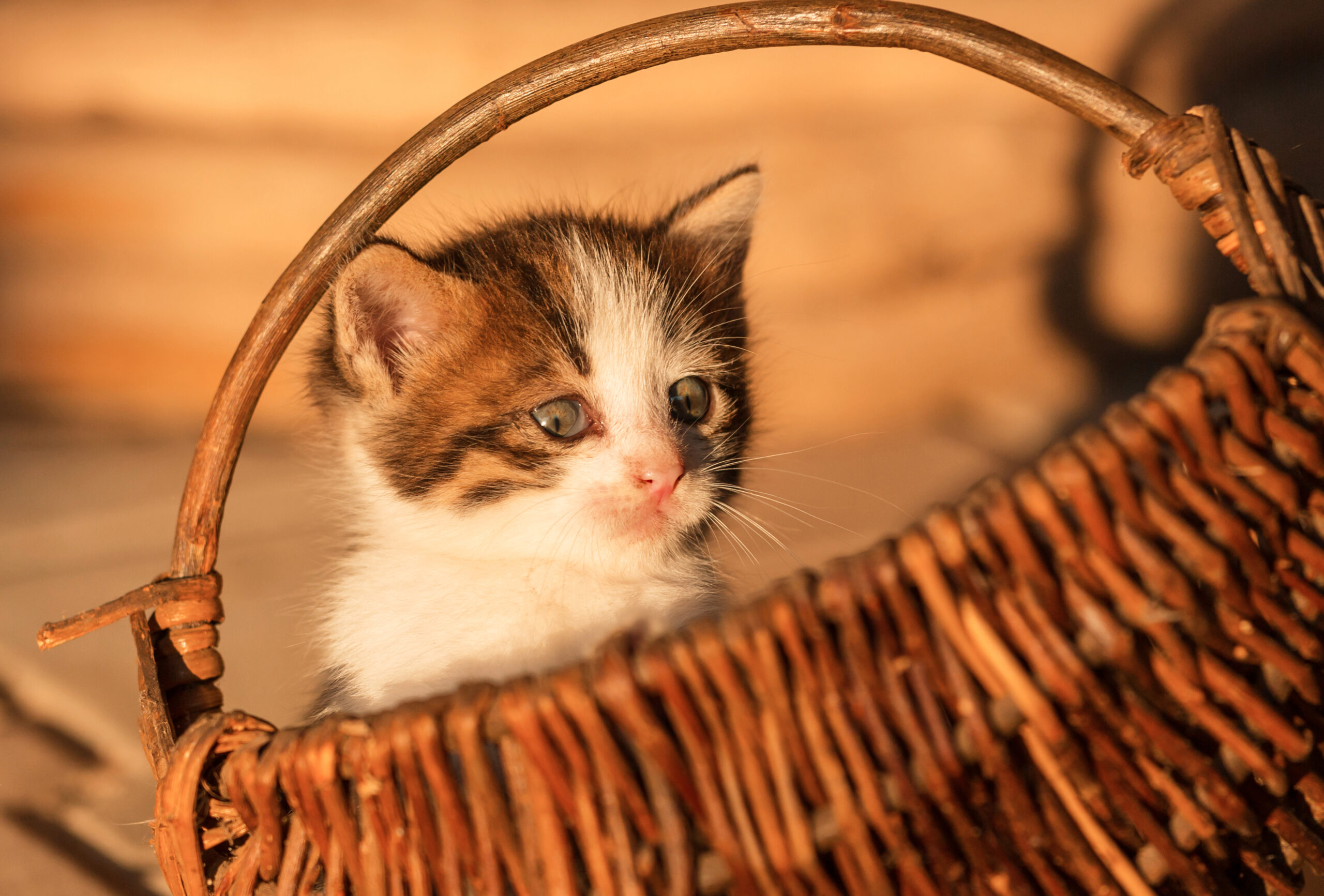 A kitten looking at a chicken eggs basket