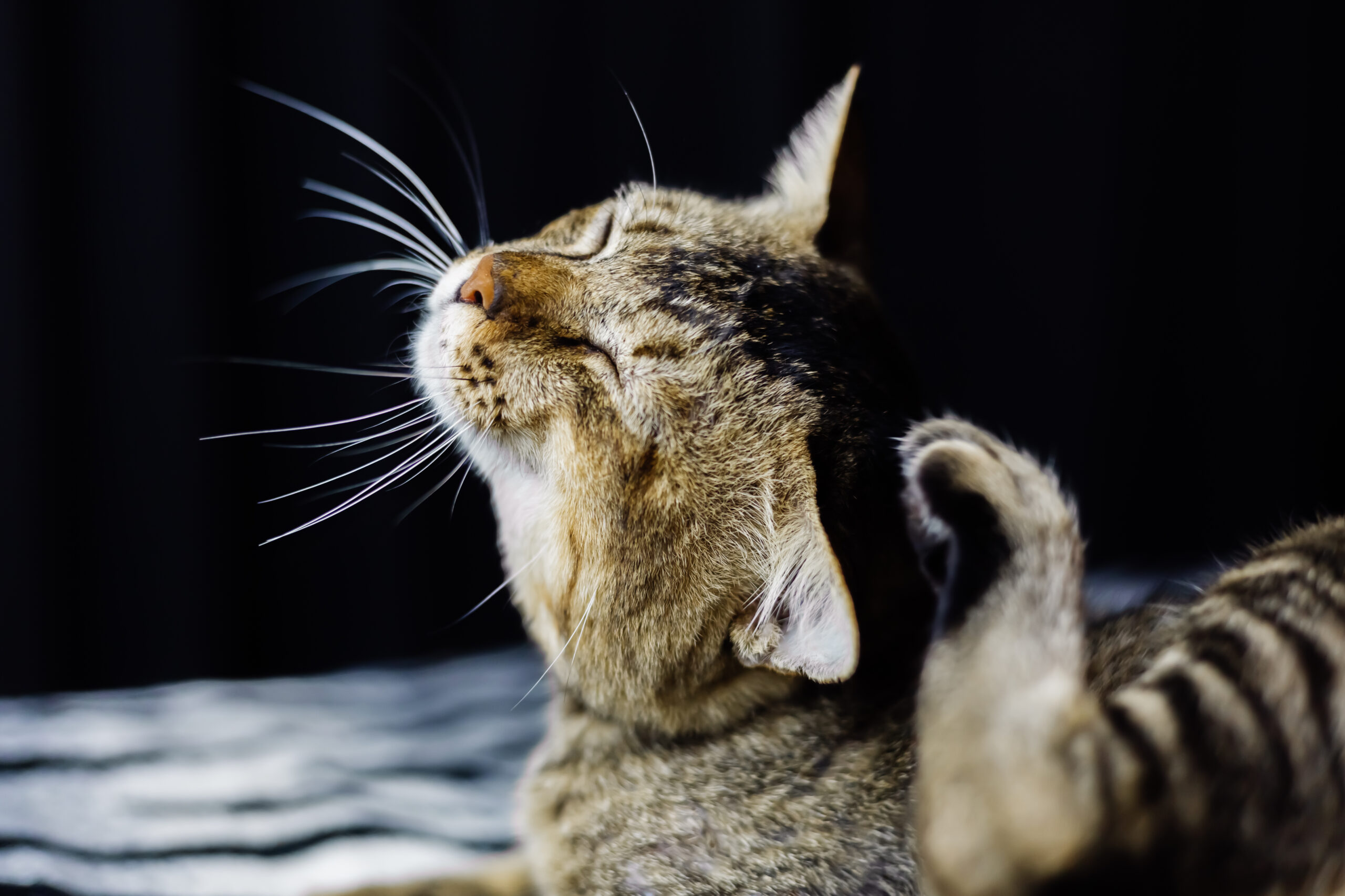 close-portrait-beautiful-stripped-cat-relaxing-zebra-blanket-scratching-ears