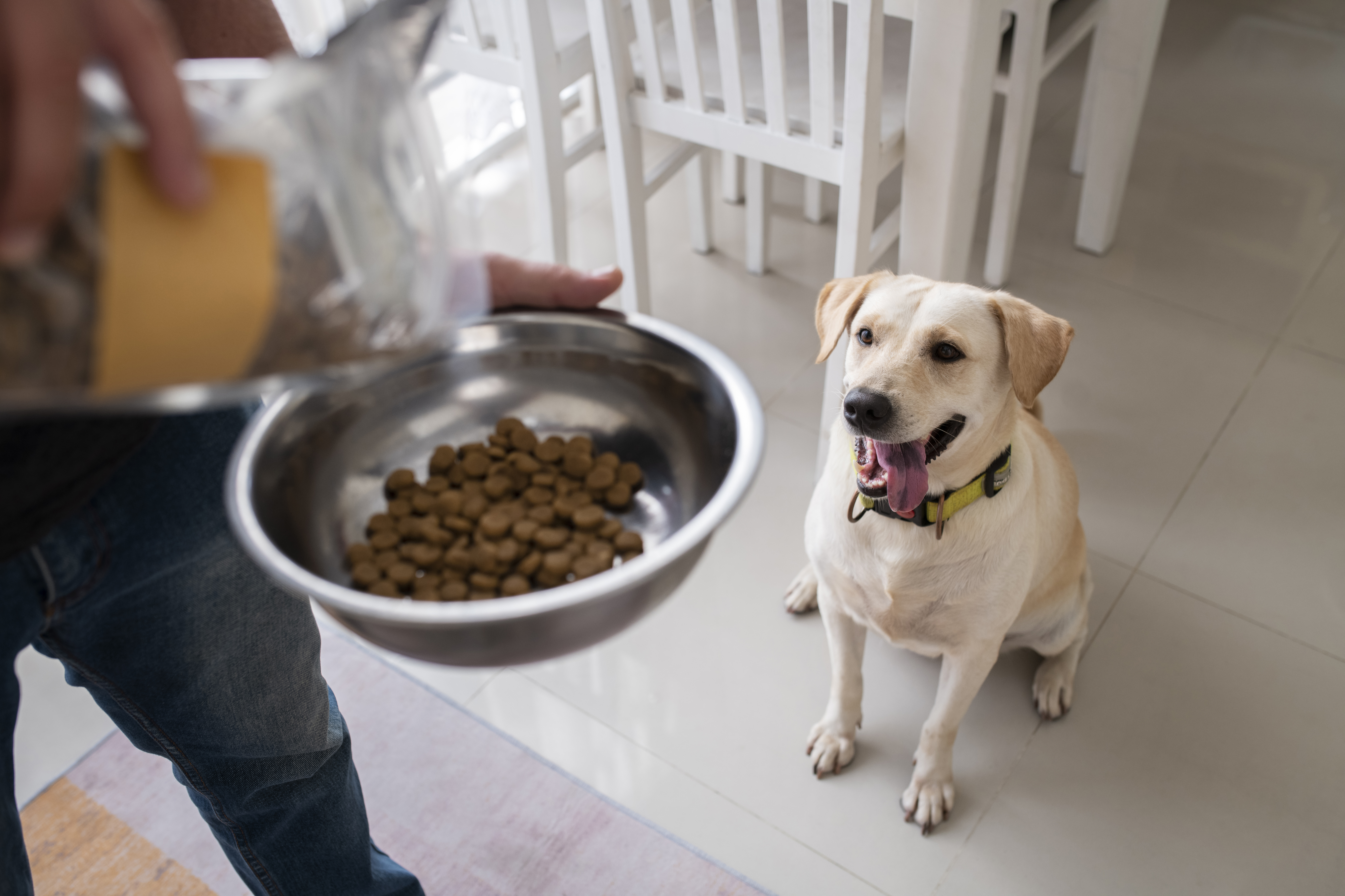 owner-serving-food-bowl-their-pet-dog