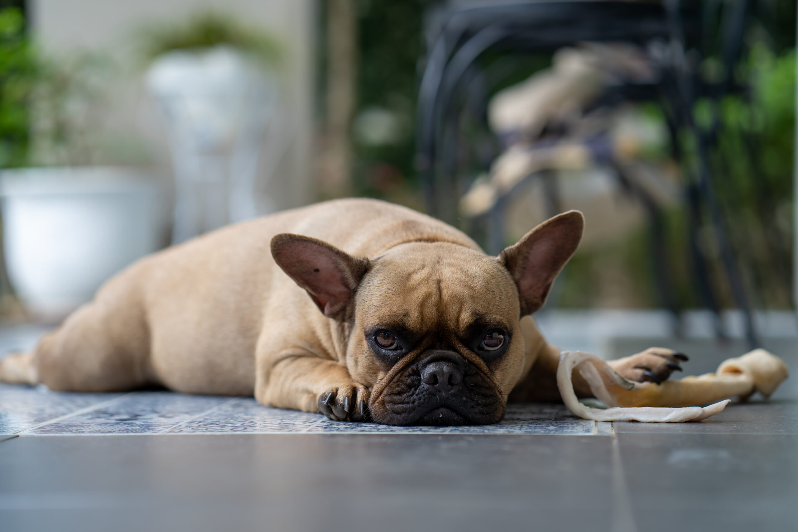 selective-focus-shot-french-bulldog-lying-floor-with-rawhide-bone-feeling-lethargic-and-not-feeling-energized